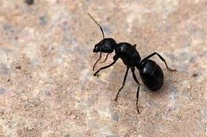 黑蚂蚁补肾奇效，黑蚂蚁补肾壮阳怎样食用