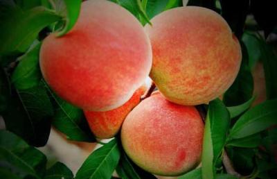 吃桃子的季节马上到了，吃桃子有哪些好处你知道吗？