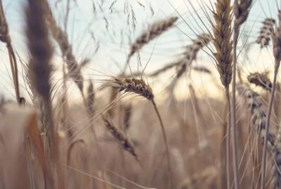 用基因改造来改善小麦有没有好处？教授破解基改作物常见迷思