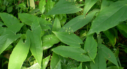 巴西壮阳植物图片